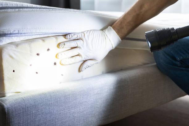 Best Wasp Removal Services  in Red Lodge, MT