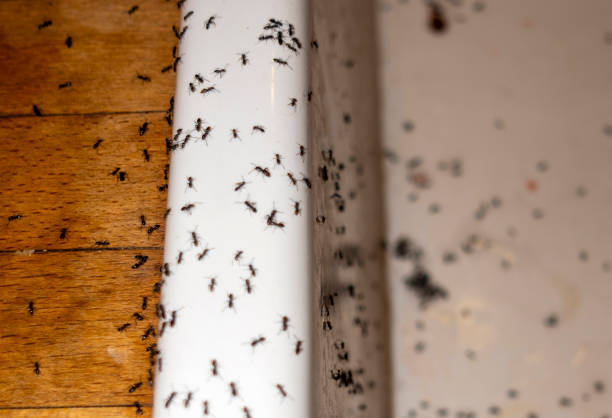 Best Ant Control Services  in Red Lodge, MT