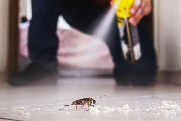 Reliable Red Lodge, MT Pest Control Solutions